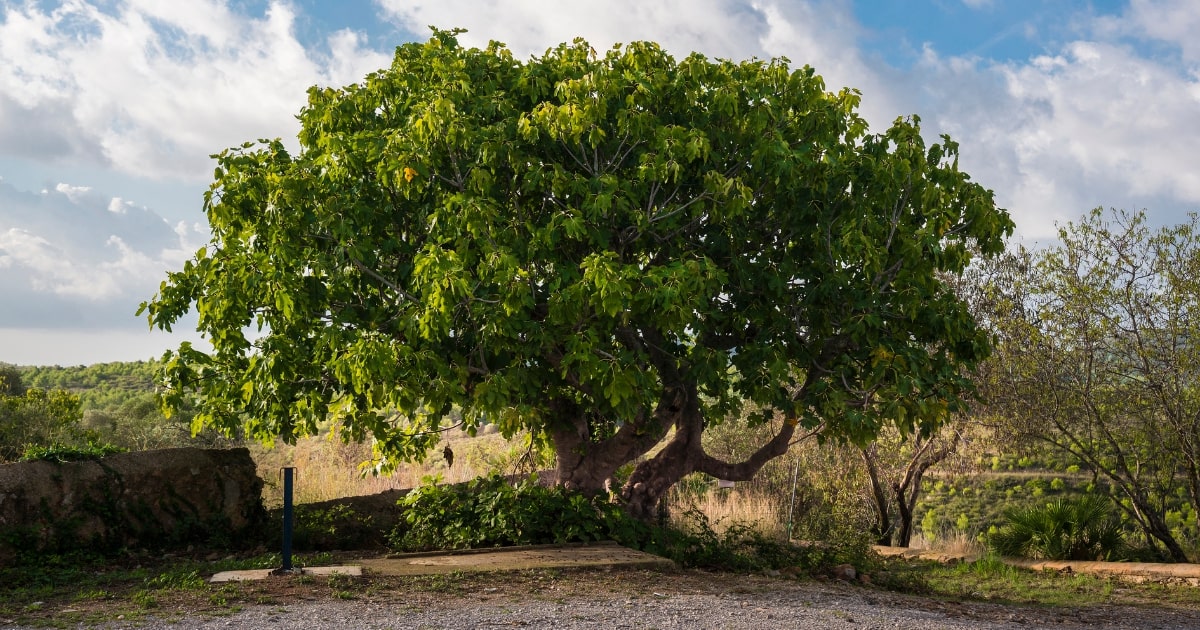 Parable of Jesus The Barren Fig Tree