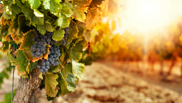 The Workers in the Vineyard parable - interpretation