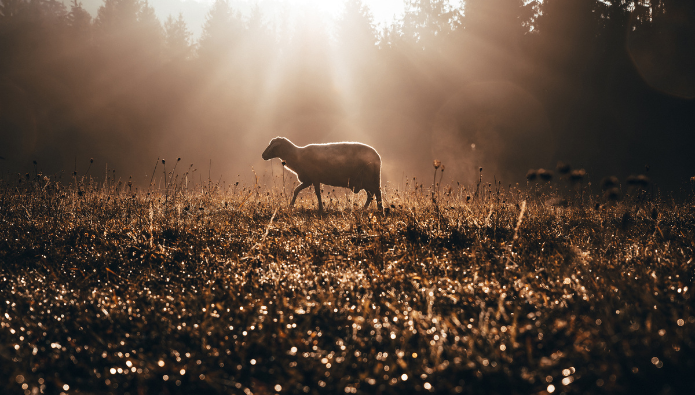 parable of jesus the lost sheep parable - conclusion