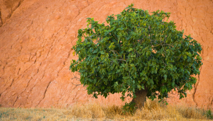 the barren fig tree